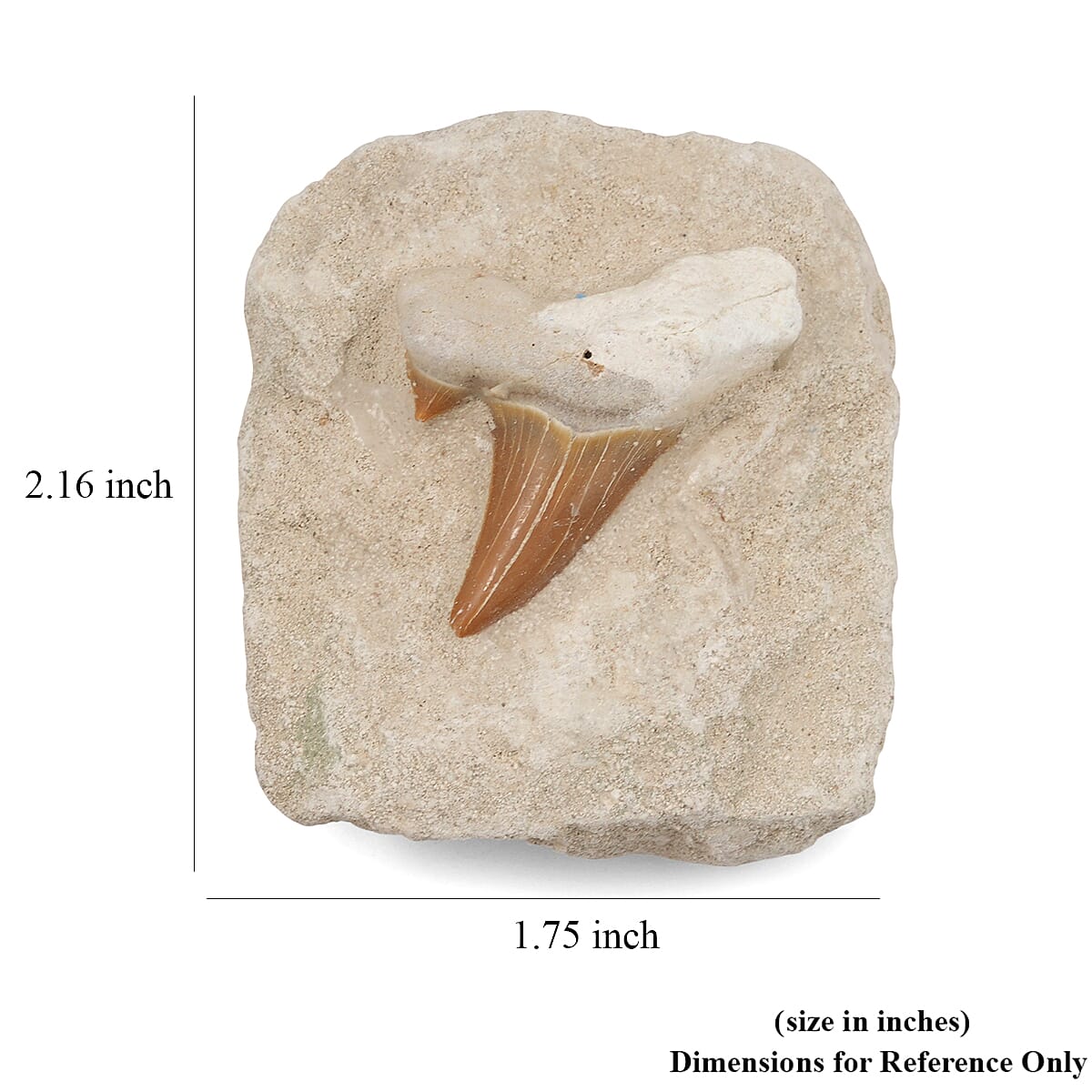 Shark Tooth M 370 ctw image number 4