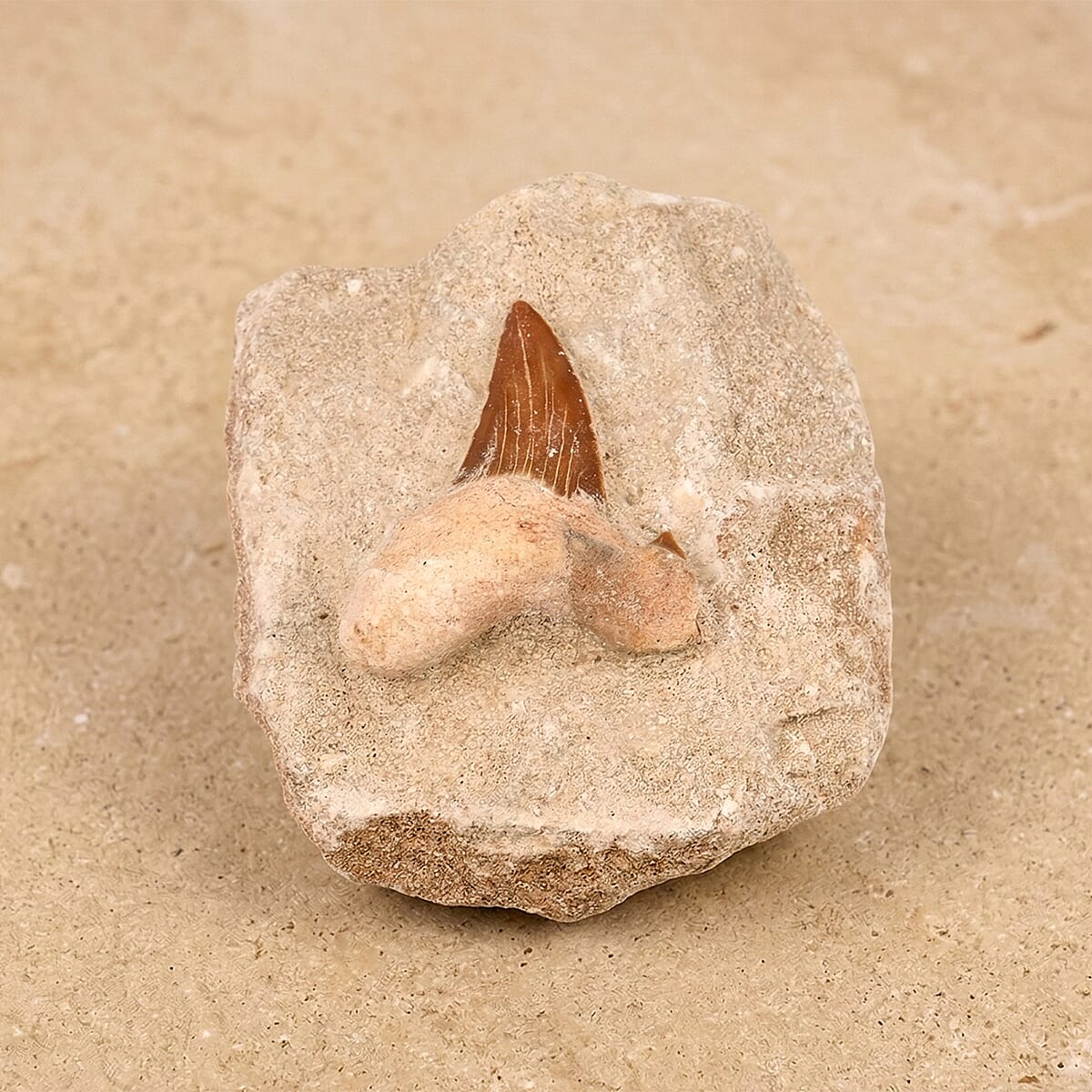 Shark Tooth S 330 ctw image number 1