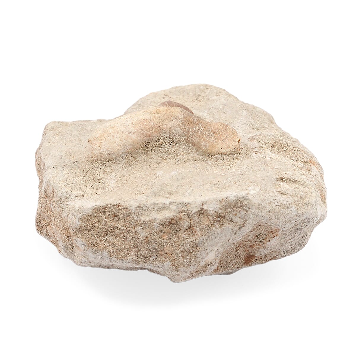 Shark Tooth S 330 ctw image number 2