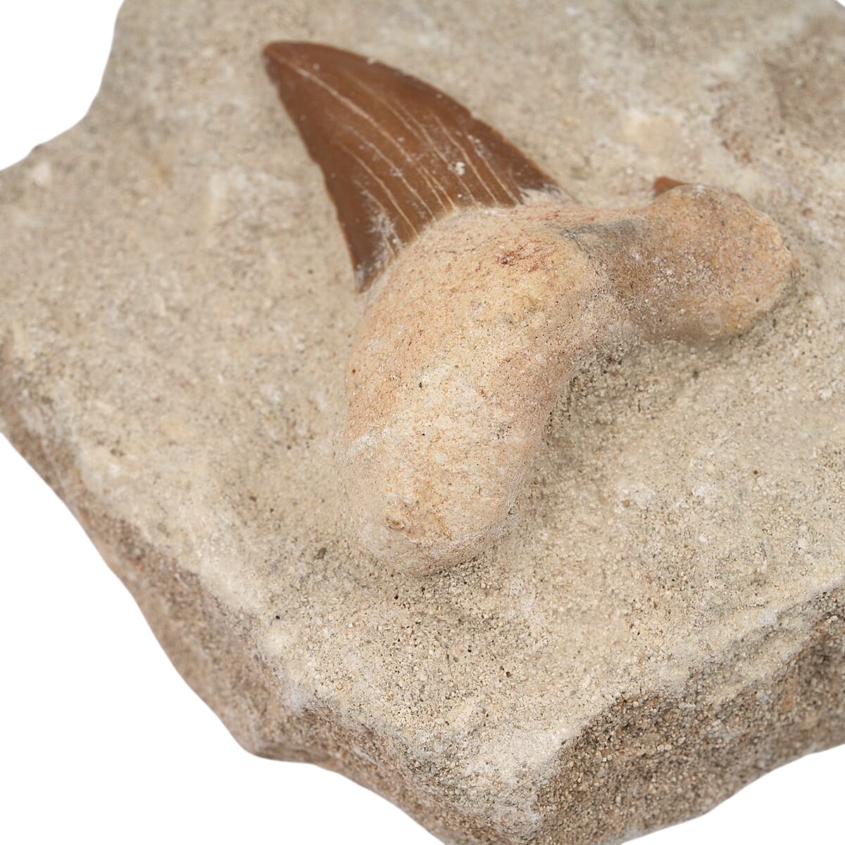 Shark Tooth S 330 ctw image number 3