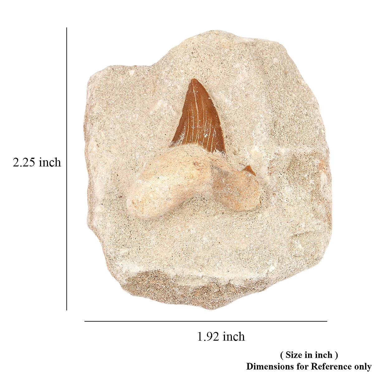 Shark Tooth S 330 ctw image number 4