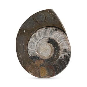 Ammonite L 580 ctw