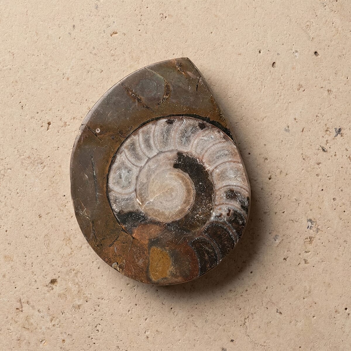 Ammonite L 580 ctw image number 1