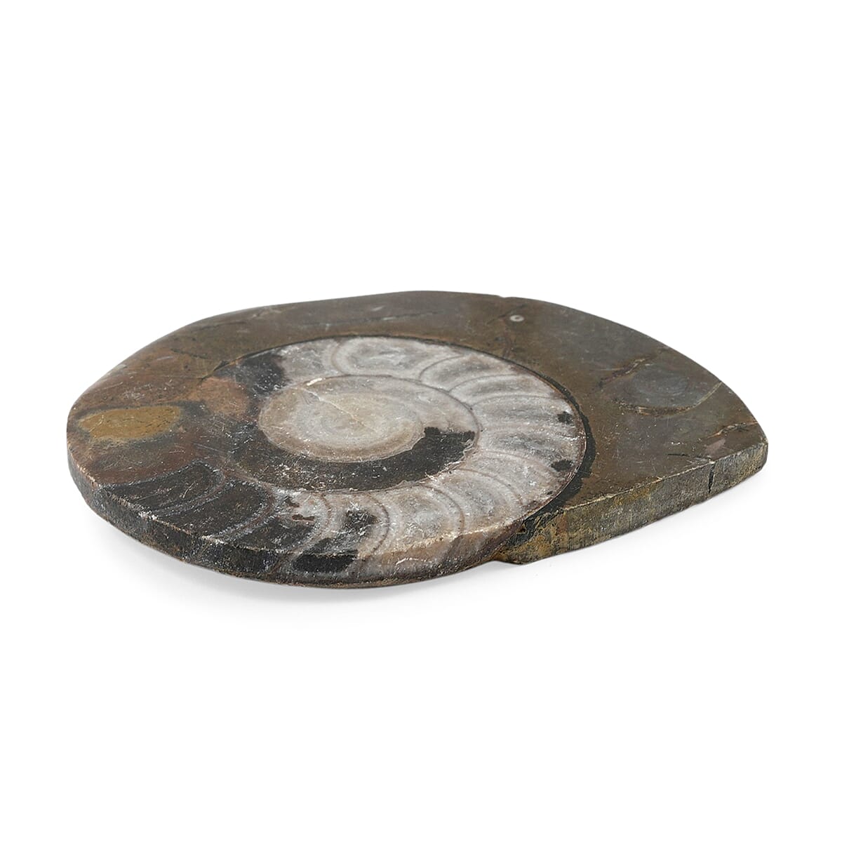 Ammonite L 580 ctw image number 2