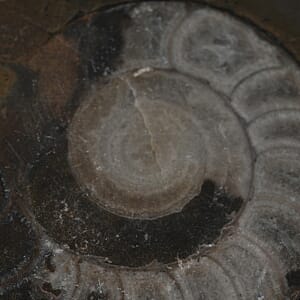 Ammonite L 580 ctw