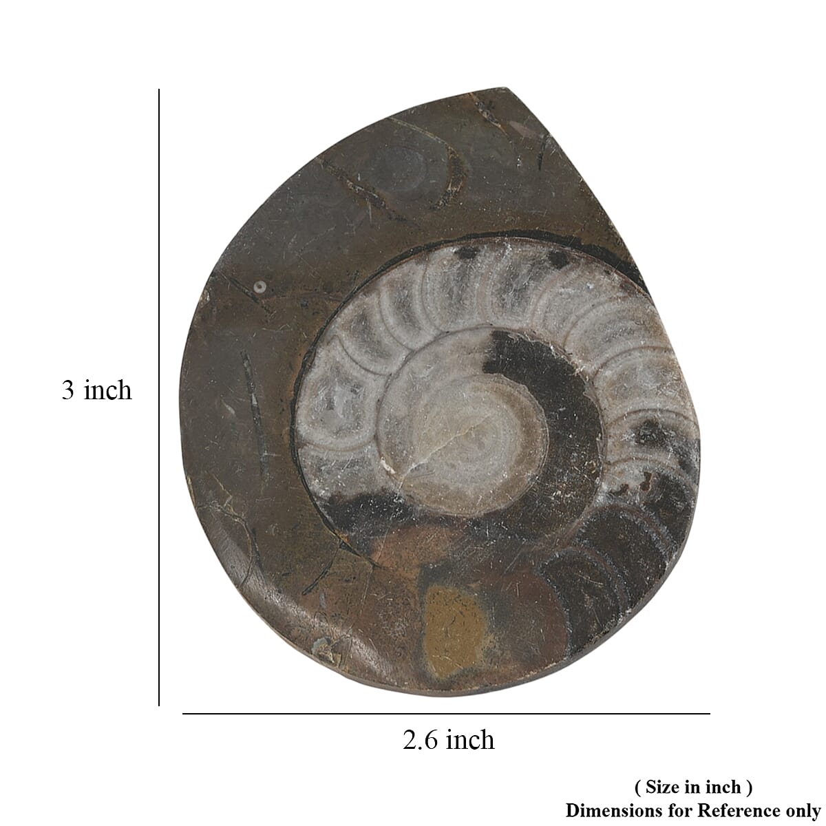 Ammonite L 580 ctw