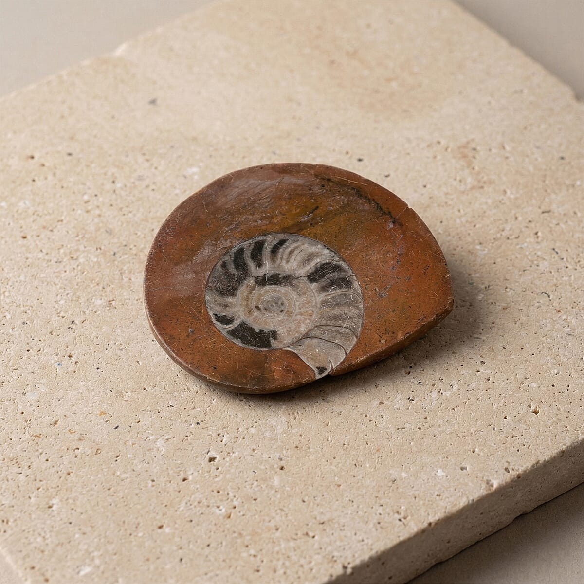 Ammonite M image number 1