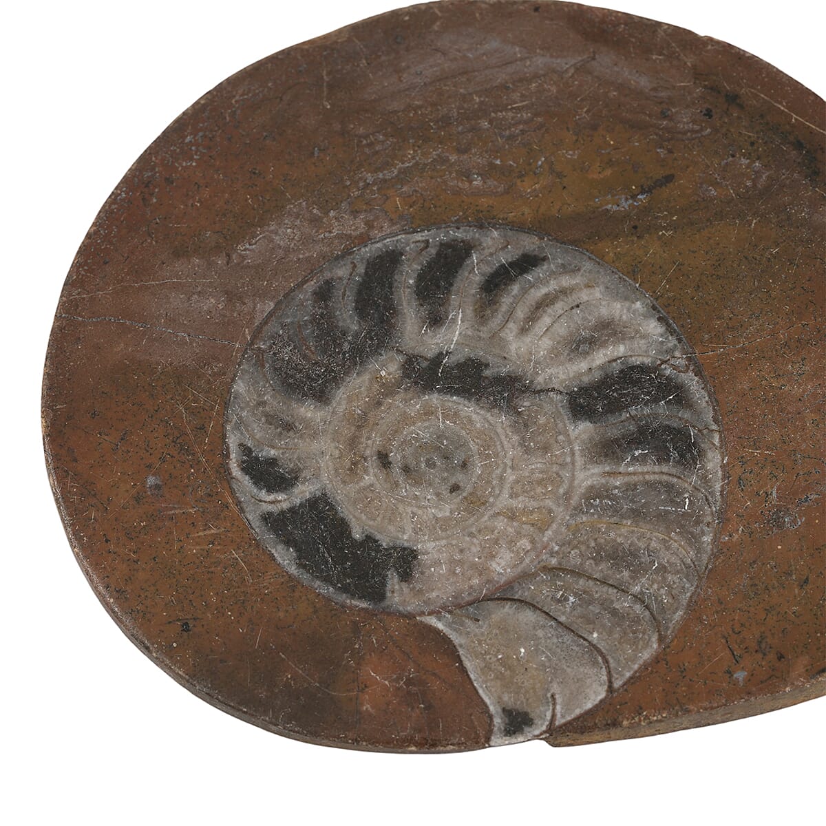 Ammonite M image number 2