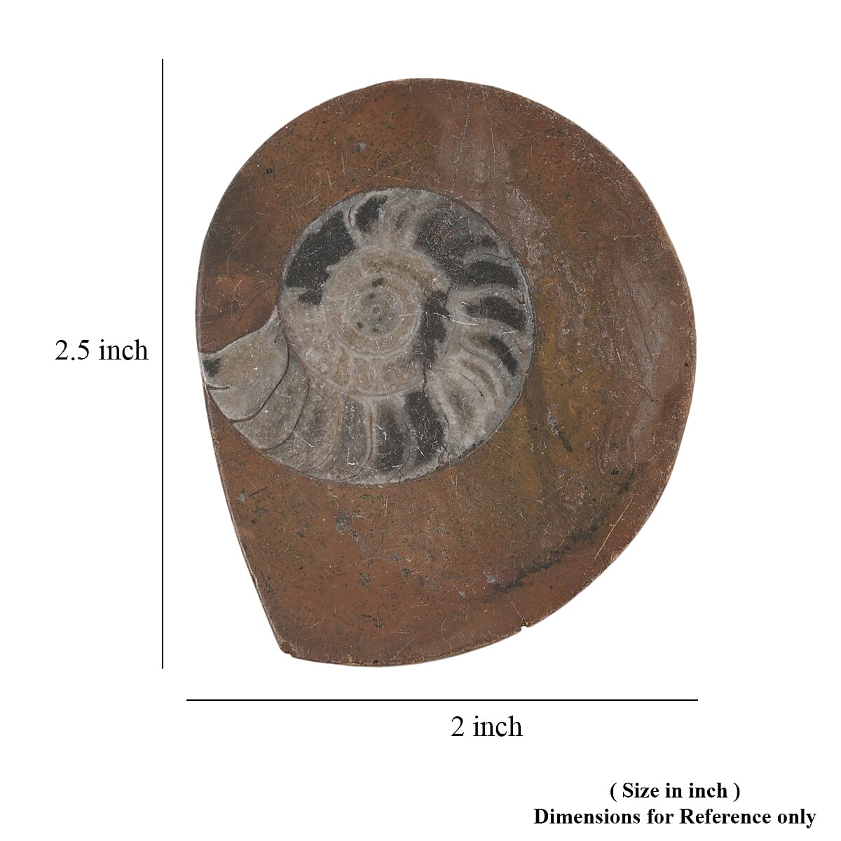 Ammonite M image number 3