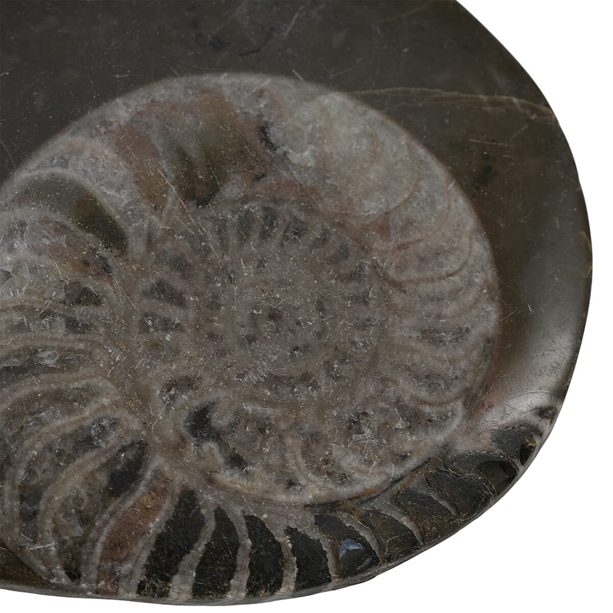 Ammonite S 220 ctw