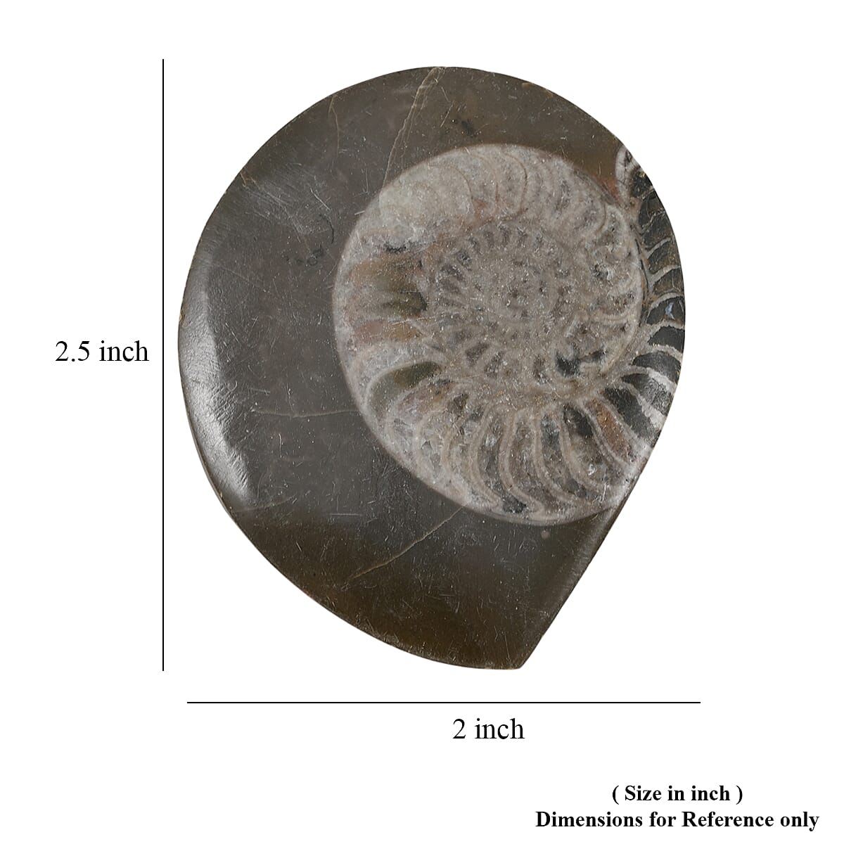 Ammonite S 220 ctw image number 4