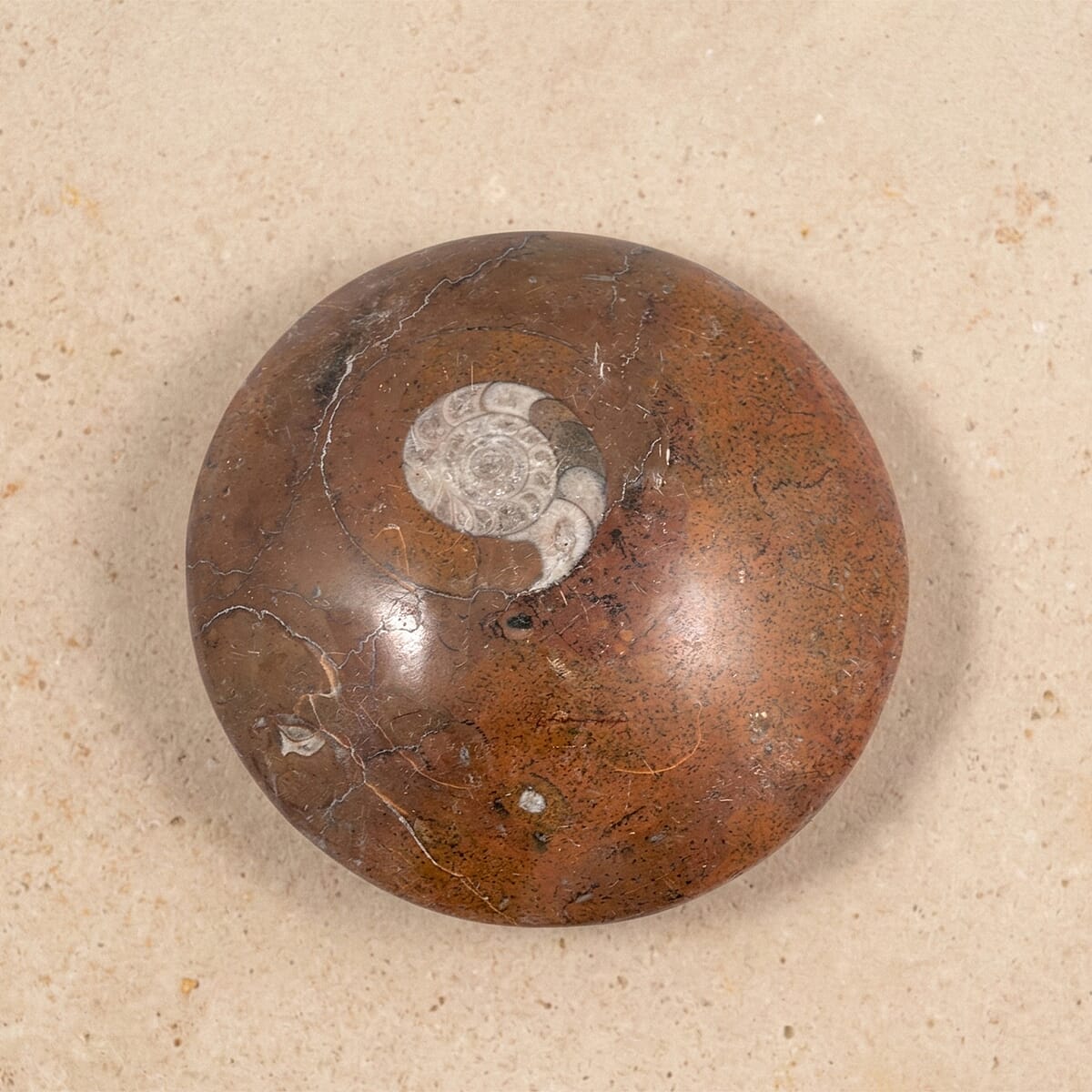 Ammonite XL 840 ctw image number 1