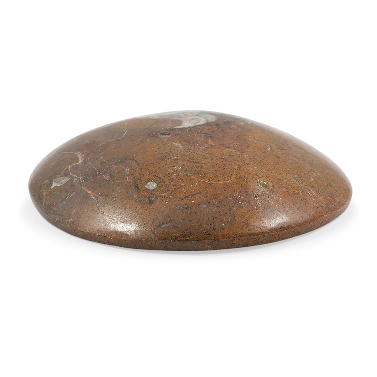 Ammonite XL 840 ctw image number 2