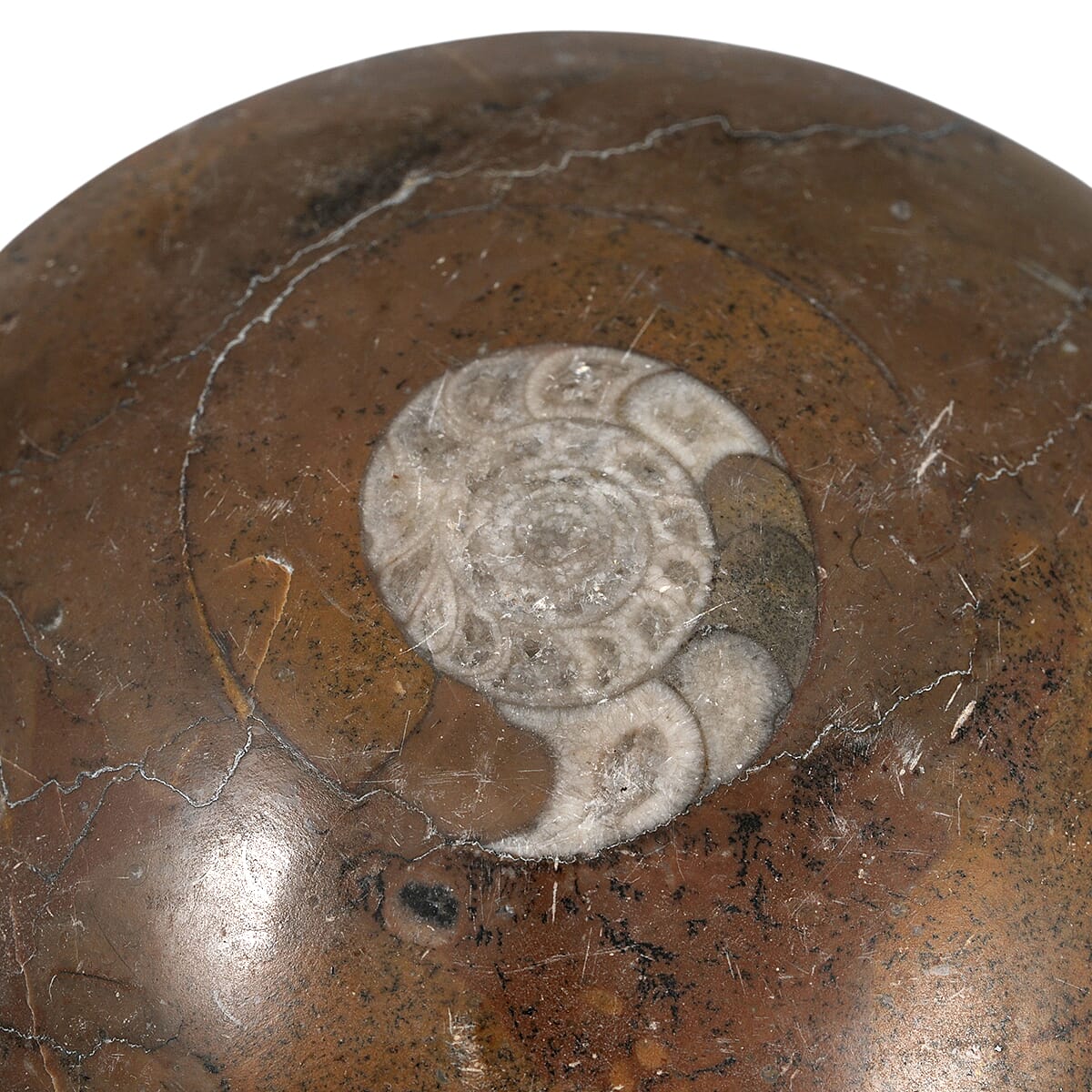 Ammonite XL 840 ctw image number 4