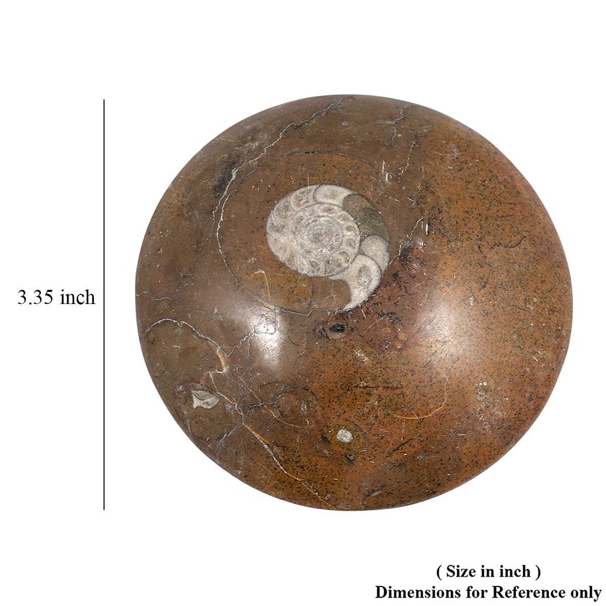 Ammonite XL 840 ctw image number 5