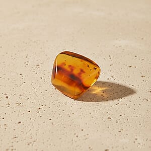Amber Insect L 160 ctw