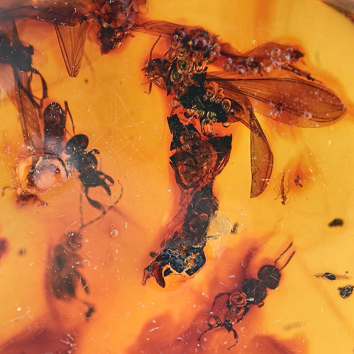 Amber Insect M 60 ctw image number 3
