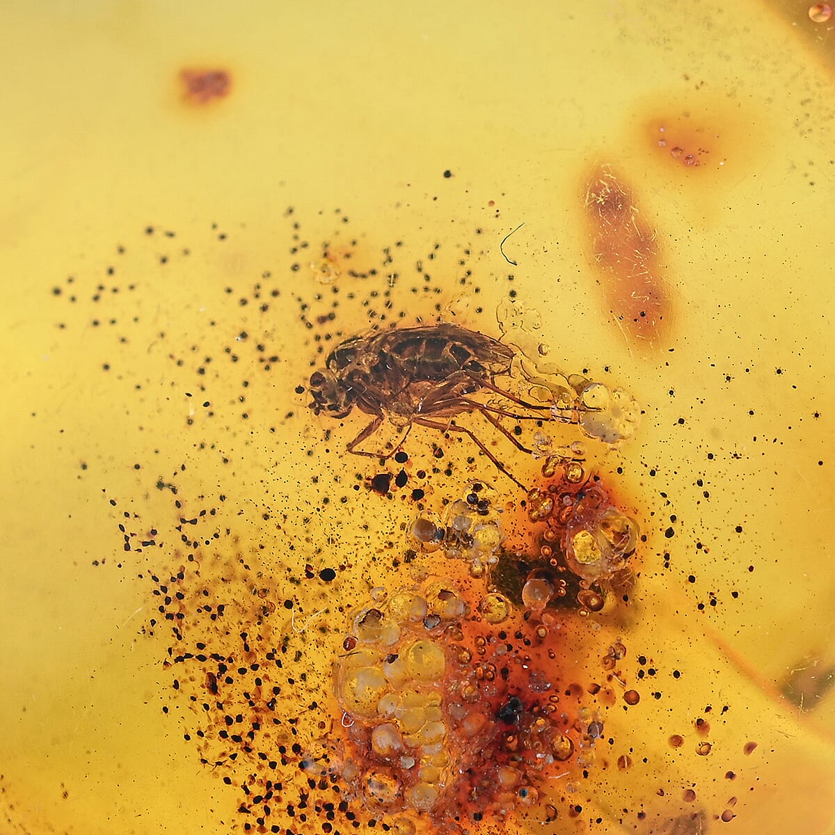 Amber Insect S 30 ctw image number 3