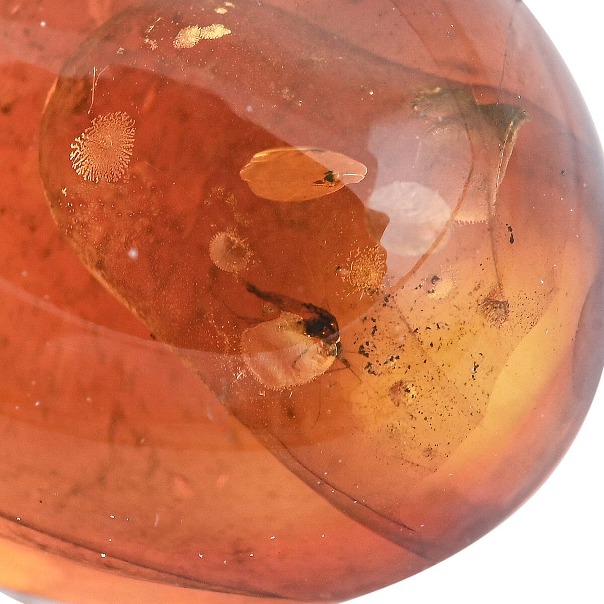 Baltic Amber with Insect (Free Size) 4.25 ctw image number 2
