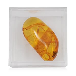 Baltic Amber with Insect (Free Size) 21.25 ctw