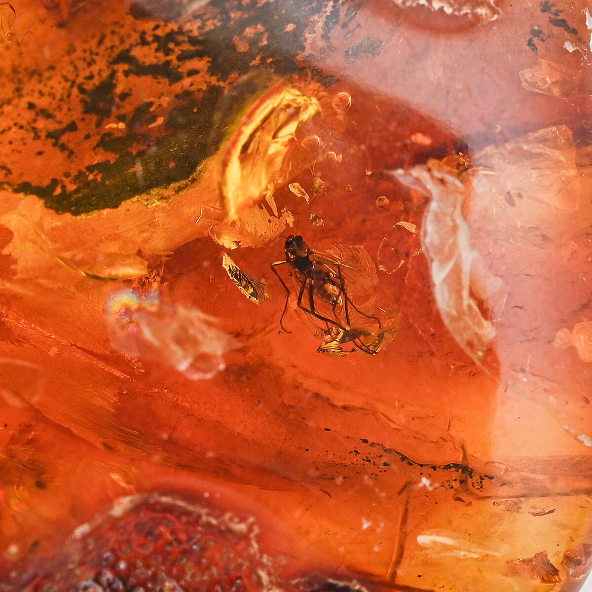 Baltic Amber with Insect (Free Size) 40.35 ctw image number 3