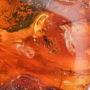Baltic Amber with Insect (Free Size) 40.35 ctw