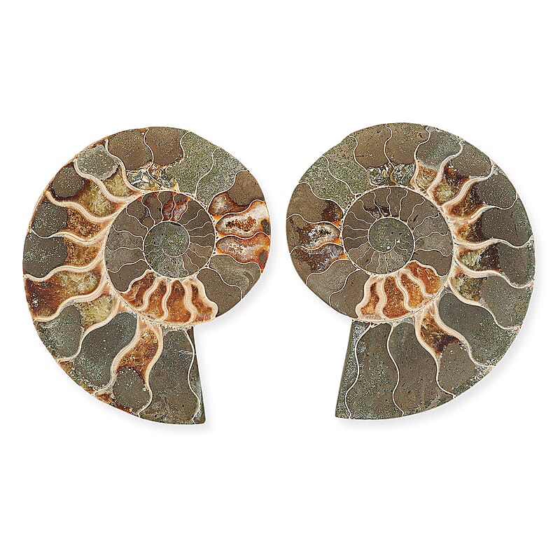 Ammonite Pair 4 Inch To 5 Inch