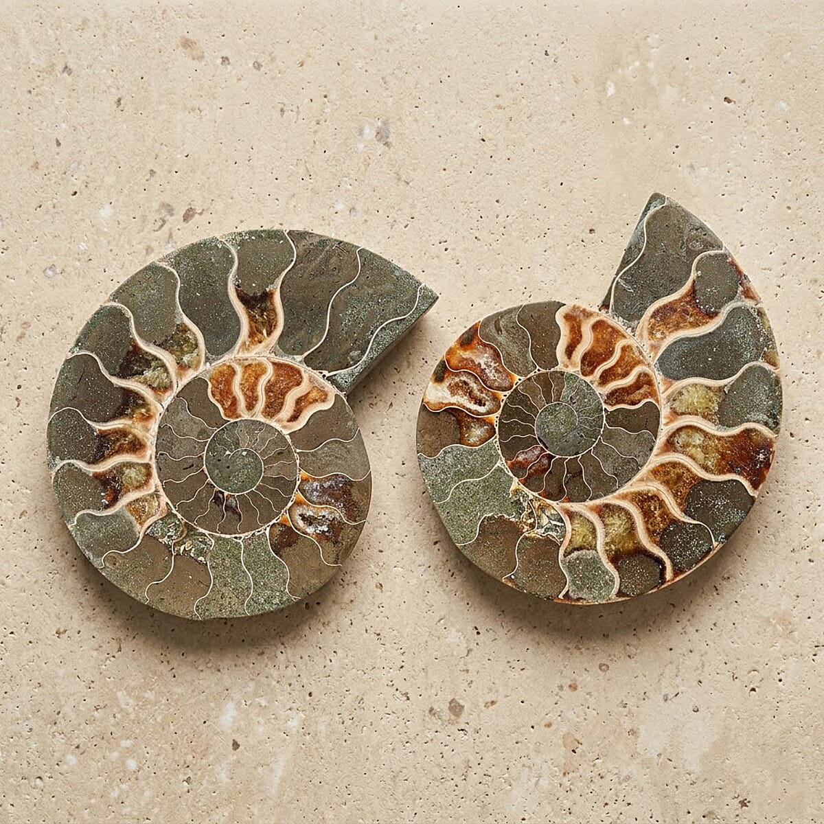 Ammonite Pair 4 Inch To 5 Inch image number 1