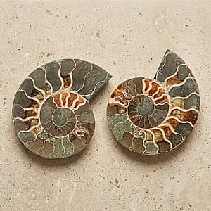 Ammonite Pair 4 Inch To 5 Inch