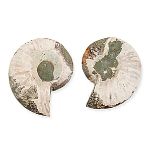 Ammonite Pair 4 Inch To 5 Inch