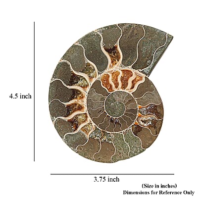 Ammonite Pair 4 Inch To 5 Inch