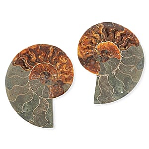 Ammonite Pair 5 Inch To 6 Inch