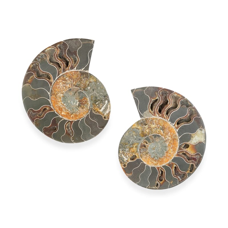 Customer Appreciation Day Ammonite Pair 6 Inch To 7 Inch