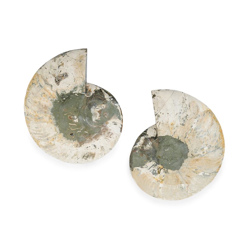 Customer Appreciation Day Ammonite Pair 6 Inch To 7 Inch