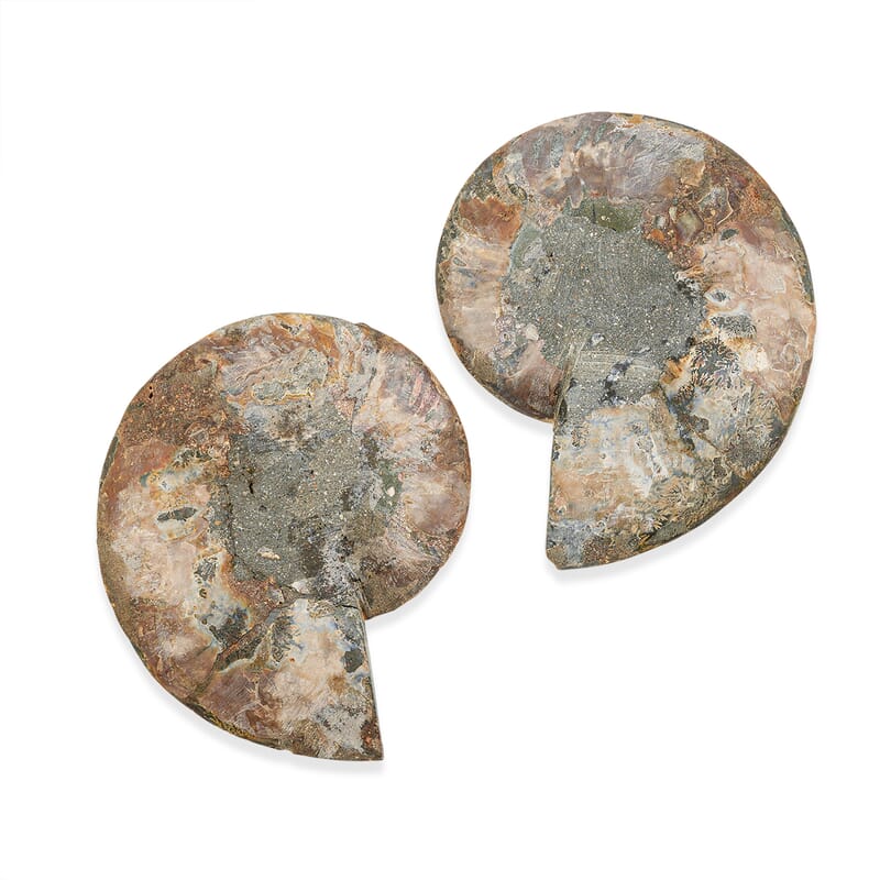 Doorbuster Ammonite Pair 7 Inch To 8 Inch