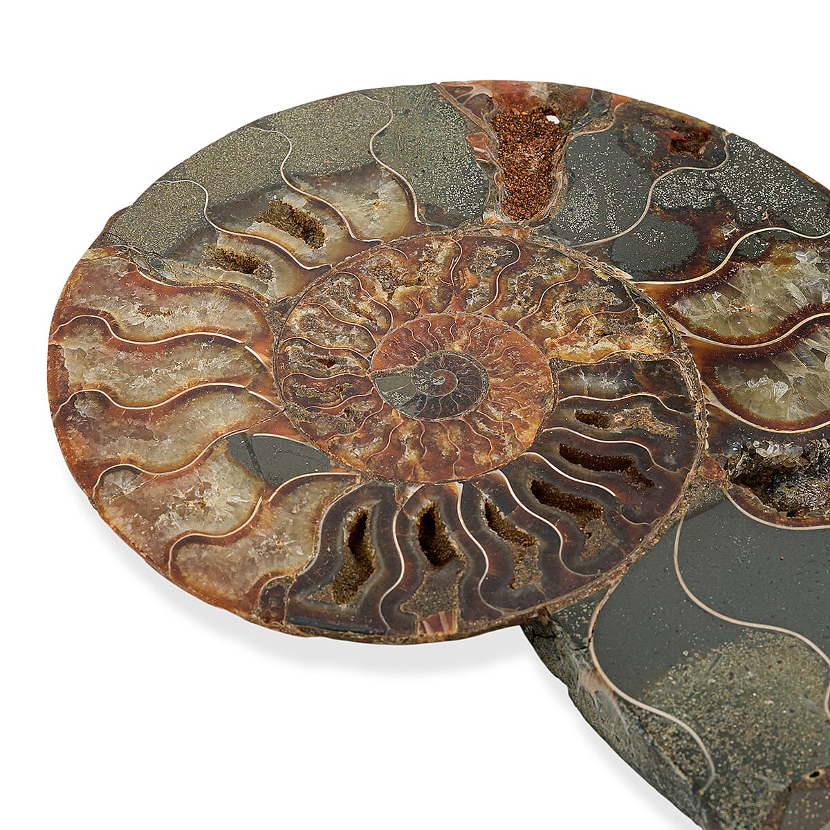 Ammonite Pair 7 Inch To 8 Inch image number 3