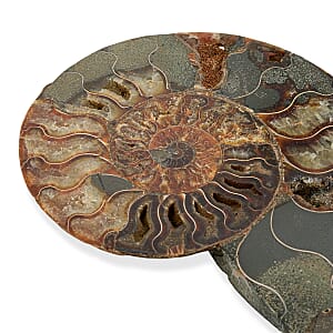 Ammonite Pair 7 Inch To 8 Inch