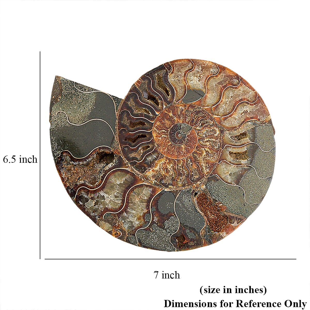 Ammonite Pair 7 Inch To 8 Inch image number 4