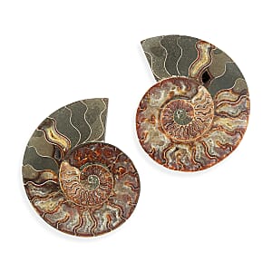 Ammonite Pair 8 Inch To 9 Inch