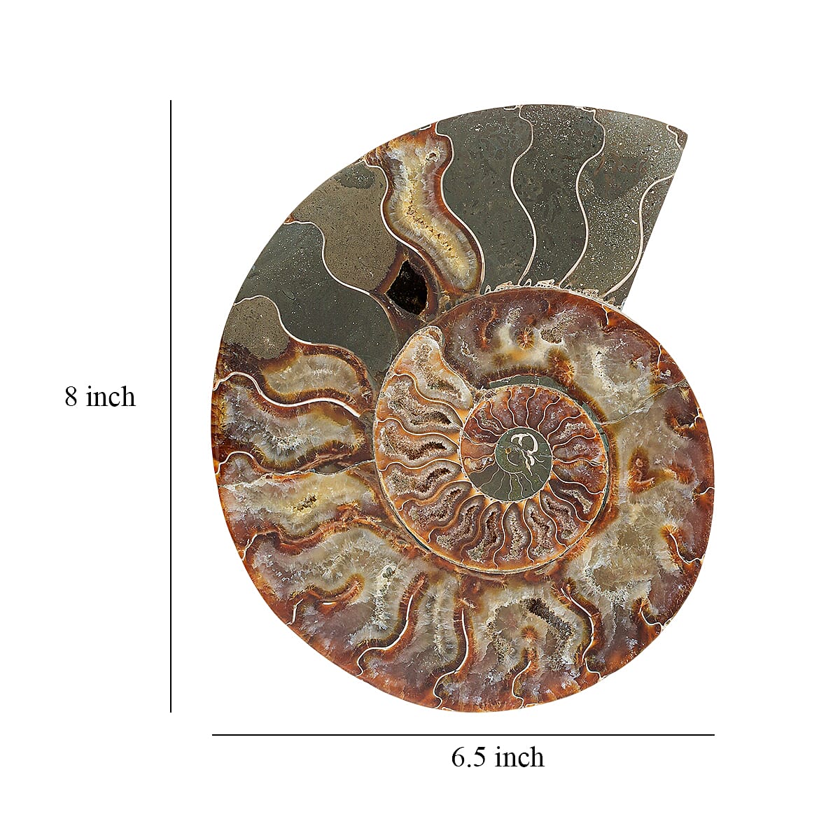 Ammonite Pair 8 Inch To 9 Inch