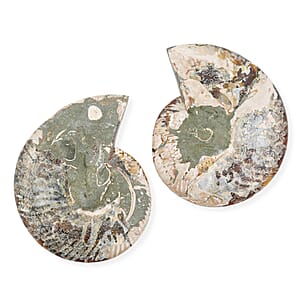 Ammonite Pair 9 Inch To 10 Inch