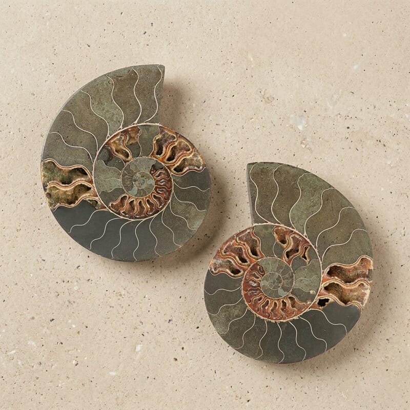 Ammonite Pair 10 Inch To 11 Inch