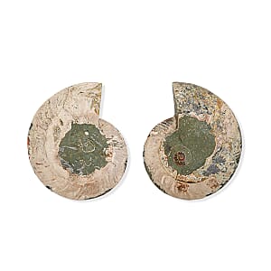Ammonite Pair 10 Inch To 11 Inch