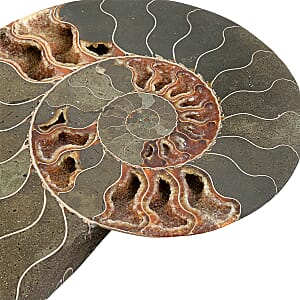 Ammonite Pair 10 Inch To 11 Inch