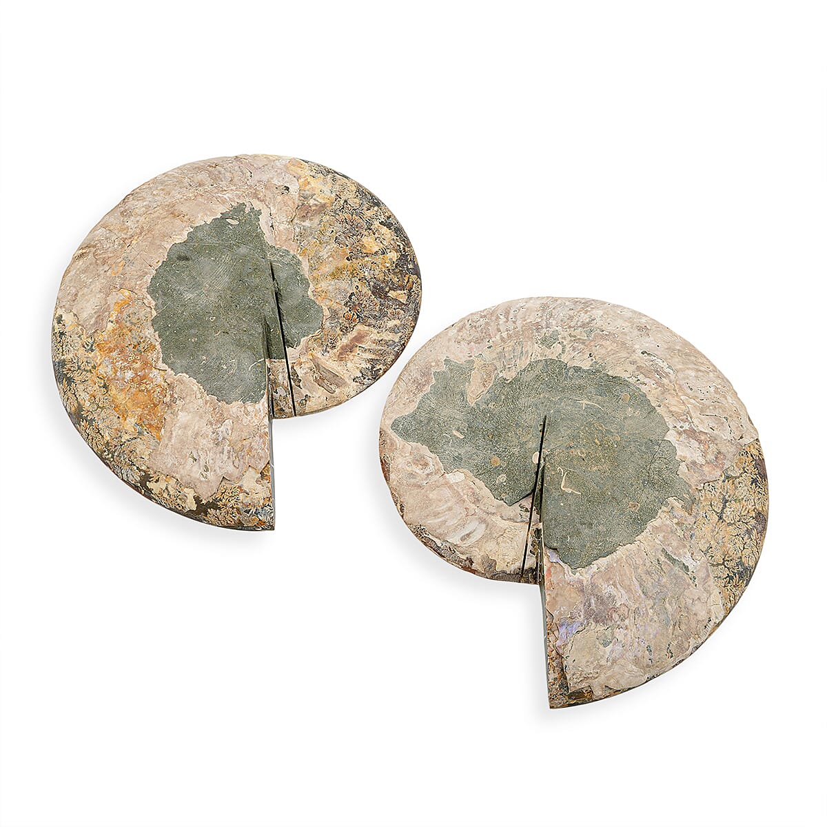 Ammonite Pair 11 Inch To 12 Inch