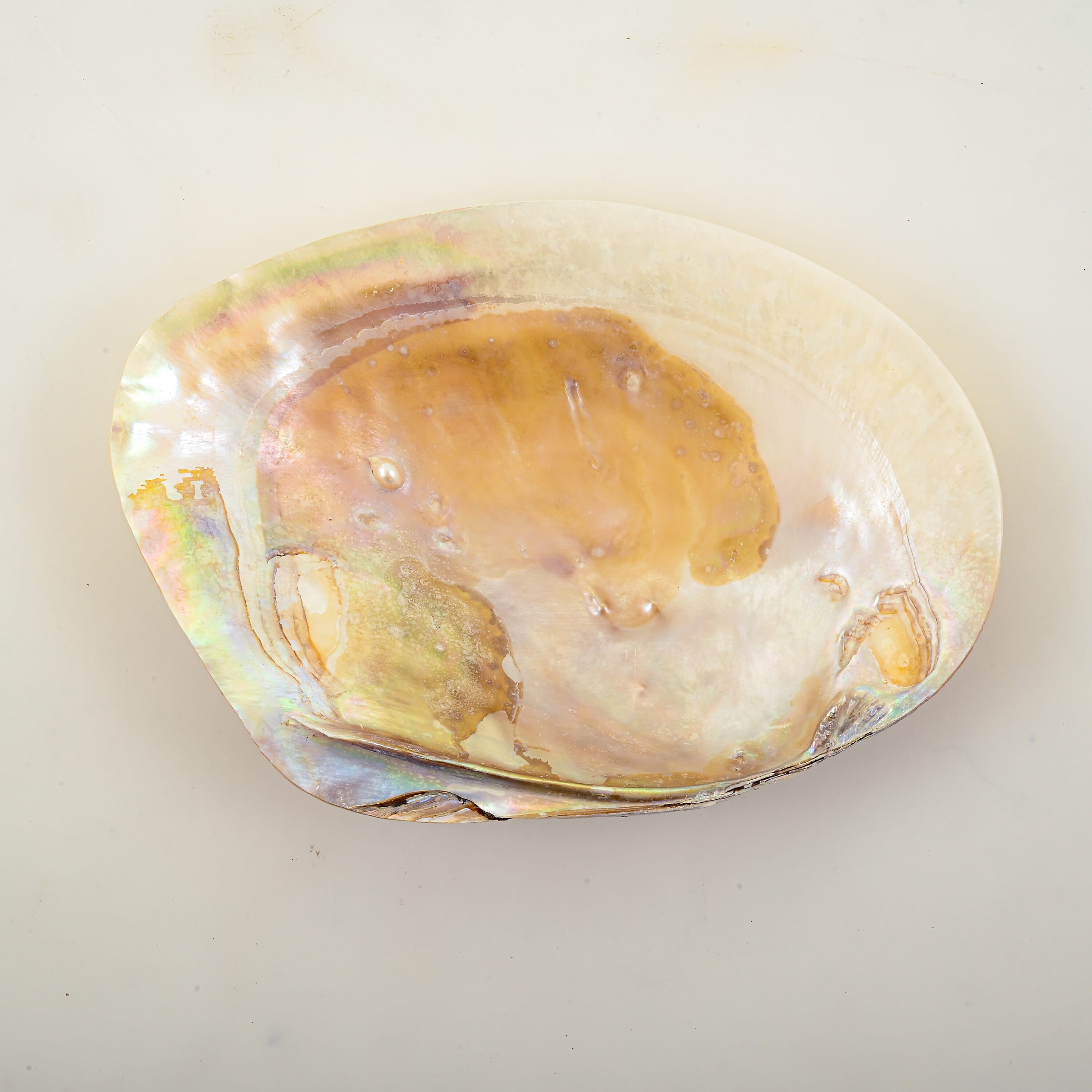 Shell, Polished w/ Pearls 7" Approx 715Ctw (Ships in 8-10 Days)