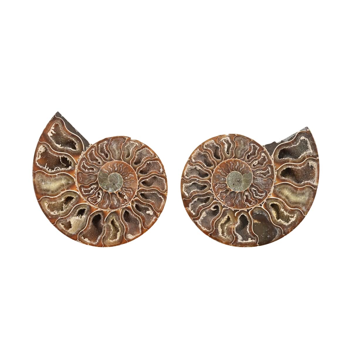 Ammonite Pair 5-6 2721ctw image number 0