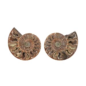 Ammonite Pair 5-6 2721ctw