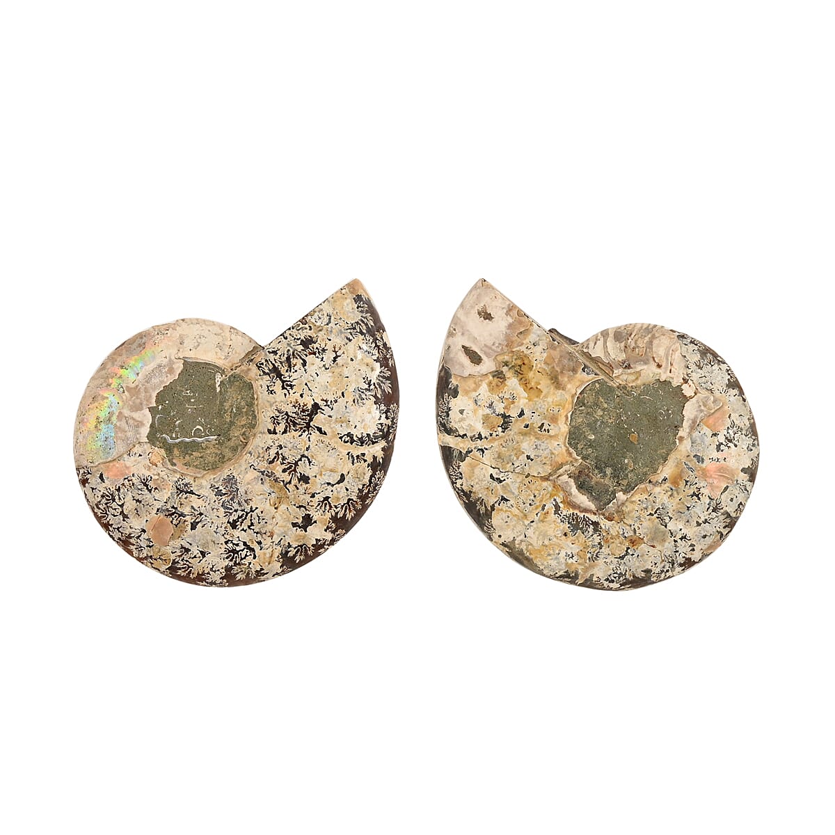 Ammonite Pair 5-6 Inch 2721ctw