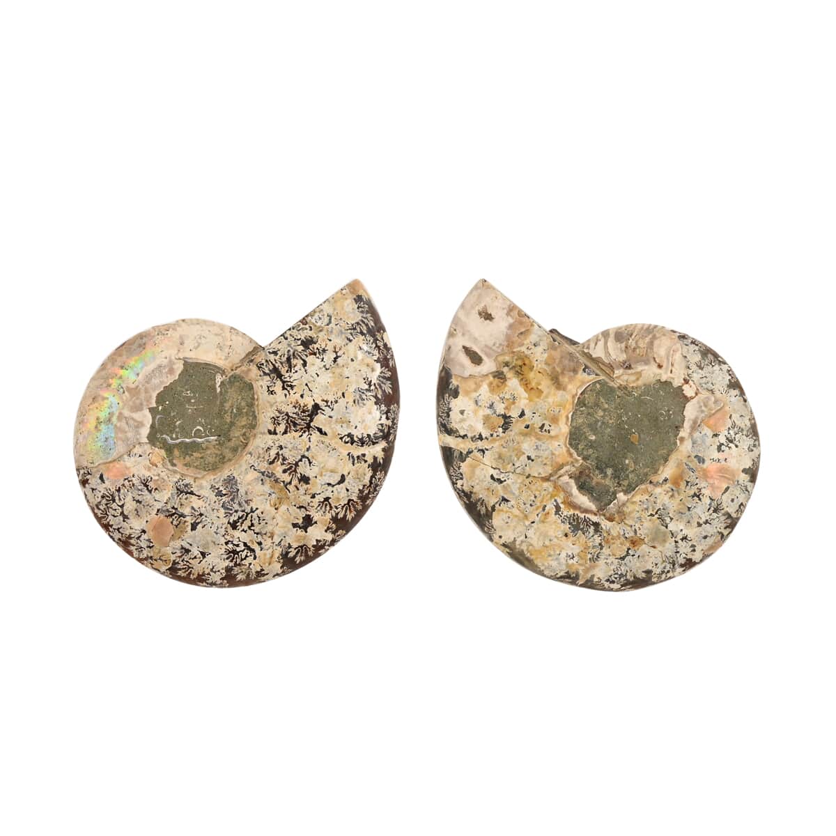 Ammonite Pair 5-6 2721ctw image number 1